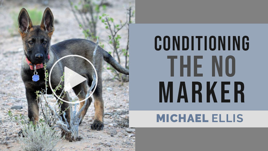 Video: Michael Ellis on Conditioning the NO Marker