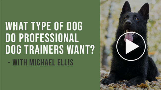 Video: What type of dog do professional dog trainers want? - with Michael Ellis