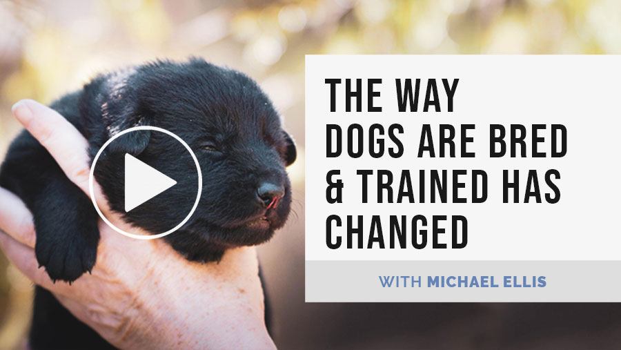 Video: Michael Ellis on The Way 
								Dogs are Bred & Trained has Changed