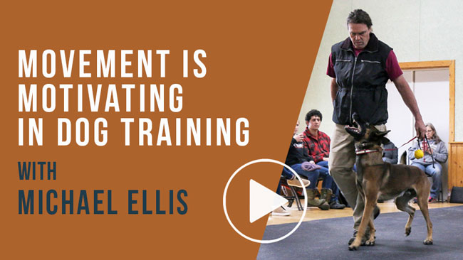 Video: Movement is Motivating in Dog Training with Michael Ellis