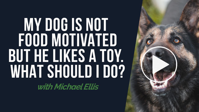 Video: My dog is not food motivated but it likes toys. What should I do? With Micheal Ellis