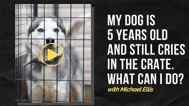 Video: Michael Ellis on a 5 Year Old Dog That Still Cries in the Crate