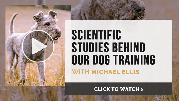 Video: Michael Ellis on the Scientific Studies Behind our Dog Training