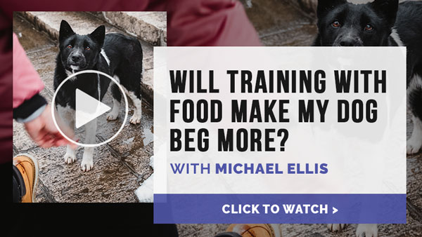 Video: Will Training With Food Make My Dog Beg More?