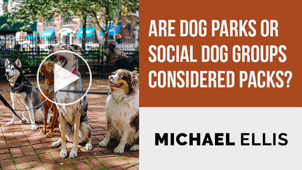 Video: Are Dog Parks or Social Dog Groups Considered Packs? with Michael Ellis