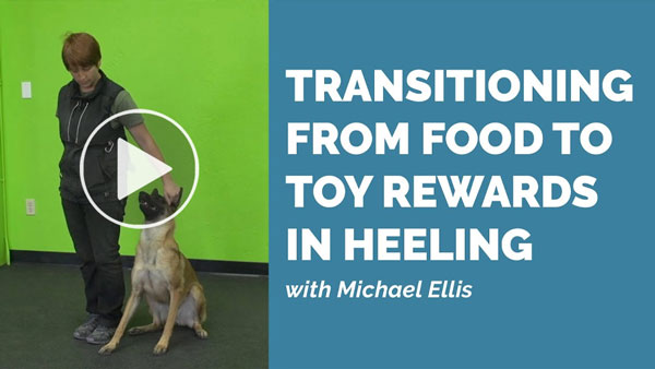 Video: Michael Ellis on Transferring From Food to Toy Rewards in Heeling