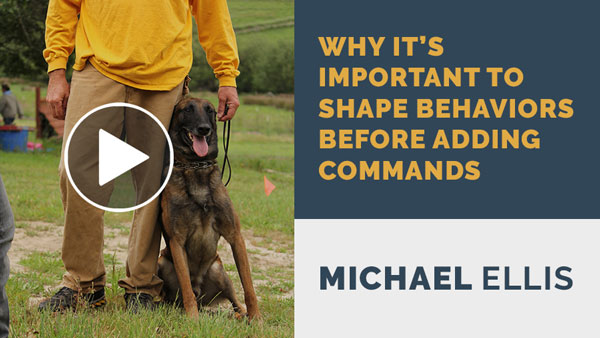 Video: Why it's Important to Shape Behaviors Before Adding Commands with Michael Ellis