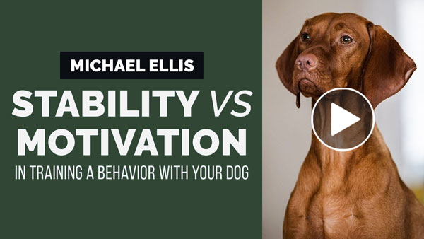 Video: Stability VS Motivation in Training a Behavior With Your Dog with Michael Ellis