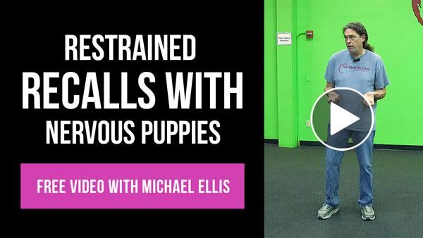 Video: Michael Ellis on Restrained Recalls with Nervous Puppies