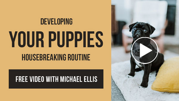 Video: Develop Your Puppies Housebreaking Routine - with Michael Ellis