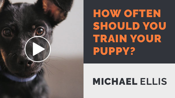 Video: Michael Ellis on How Often You Should Train Your Puppy