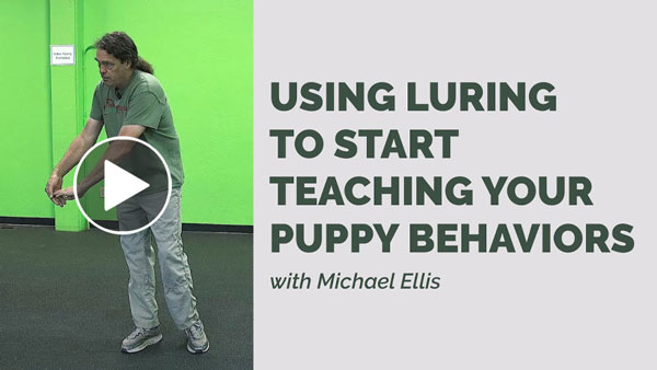 Video: Michael Ellis on Using Luring to Start Teaching Your Puppy Behaviors
