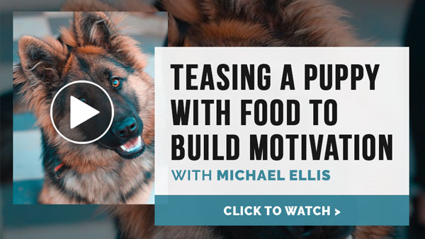 Video: Michael Ellis on Teasing a Puppy with Food to Build Motivation