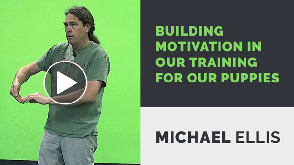 Video: Building Motivation in Our Training For Our Puppies with Michael Ellis