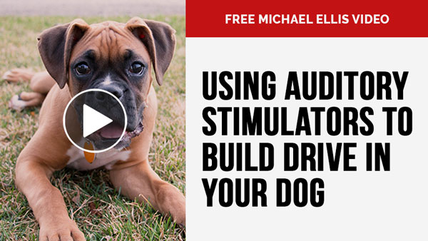 Video: Michael Ellis on Using Auditory Stimulators to Build Drive in Your Dog