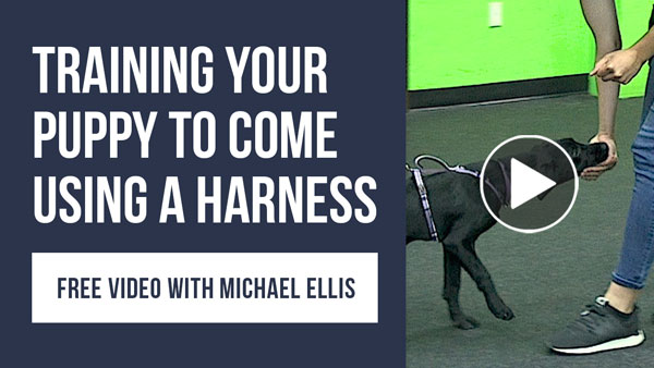 Video: Training Your Puppy To Come Using a Harness with Michael Ellis