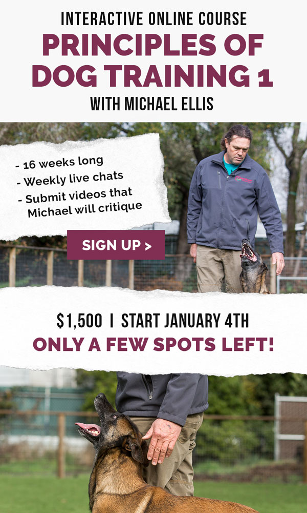 Sign ups for Michael Ellis's Principles of Dog Training 1 interactive online course end soon! Classes start Monday, January 4, 2021.
