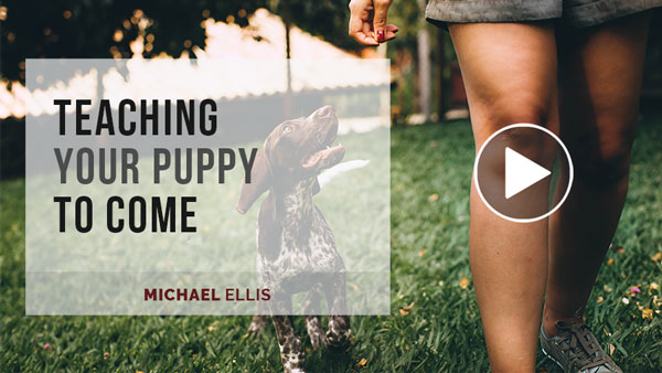 Video: Training Your Puppy To Come with Michael Ellis