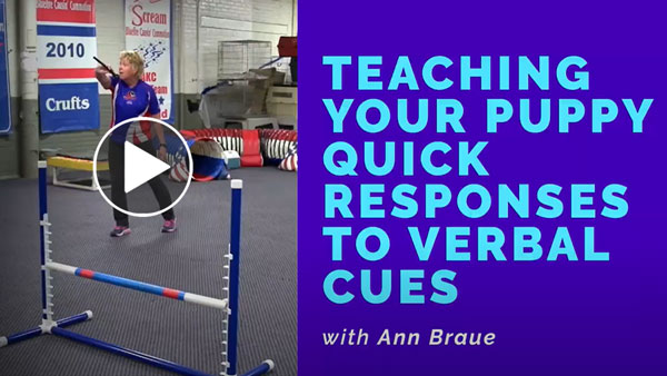 Video: Teaching Your Puppy Quick Responses to Verbal Cues with Ann Braue