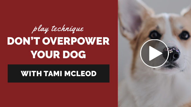 Play Technique: Don't Overpower Your Dog with Tami McLeod