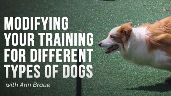 Video: Modifying Your Agility Training For Different Types of Dogs with Ann Braue