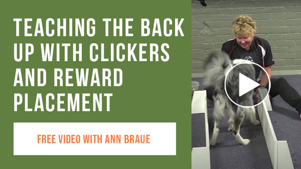 Teaching the Back Up with Clickers and Reward Placement