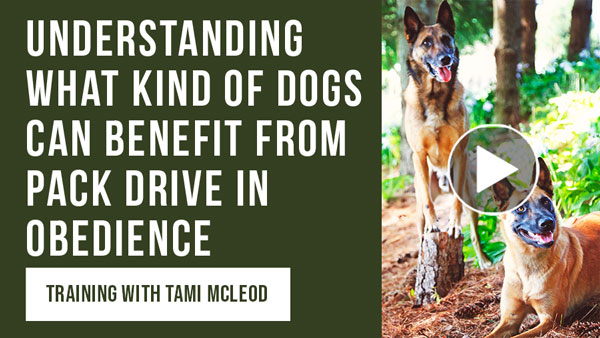 Video: Understanding What Kind of Dogs Can Benefit From Pack Drive in Obedience Training with Tami McLeod