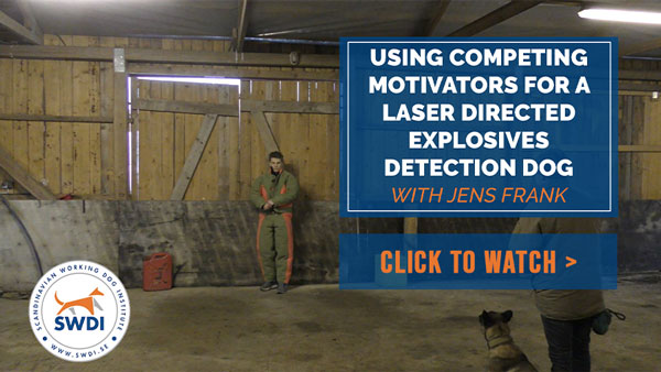 Video: Using Competing Motivators For A Laser Directed Explosives Detection Dog with SWDI