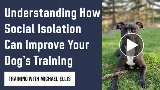 Video: Michael Ellis on How to Get Your Dog to Stop Jumping Up