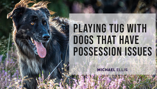 Video: Tugging with Dogs That Have Possession Issues with Michael Ellis