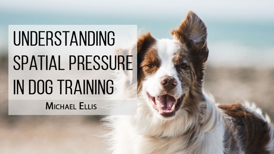 Video: Turning Food into a Game in Your Dog Training with Michael Ellis