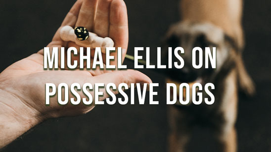 Video: Michael Ellis on Possessive Dogs