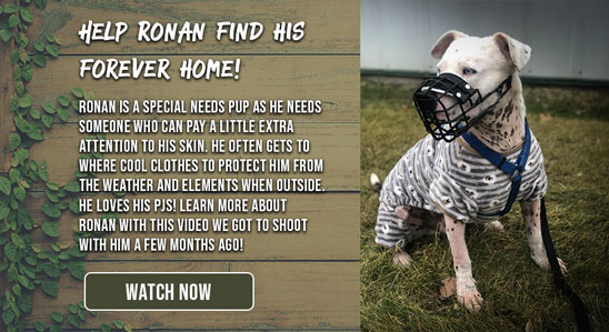 Adopt Ronan: Help him find his forever home!