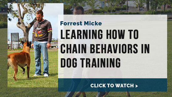 Video: Forrest Micke on Learning How to Chain Behaviors in Dog Training