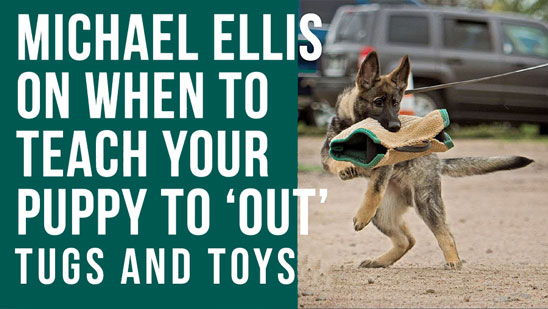Video: Michael Ellis on When to Teach Your Puppy to OUT Toys or Tugs