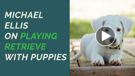 Video: Michael Ellis on Playing Retrieve with Puppies