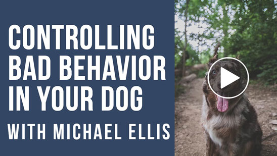 Video: Michael Ellis on Controlling Bad Behavior in Your Dog