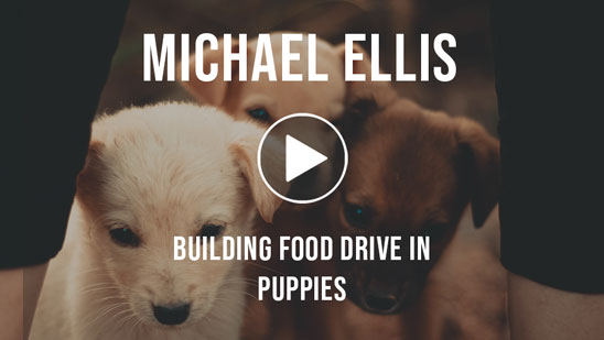 Video: Michael Ellis on Building Food Drive in Puppies