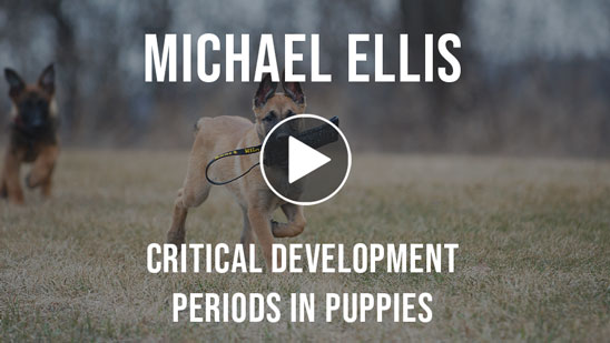 Video: Critical Development Periods with Michael Ellis
