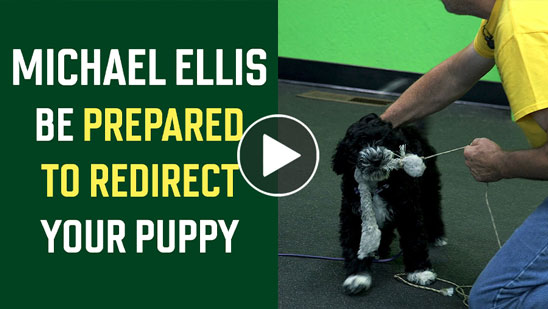 Video: Michael Ellis on Be Prepared to Redirect Your Puppy
