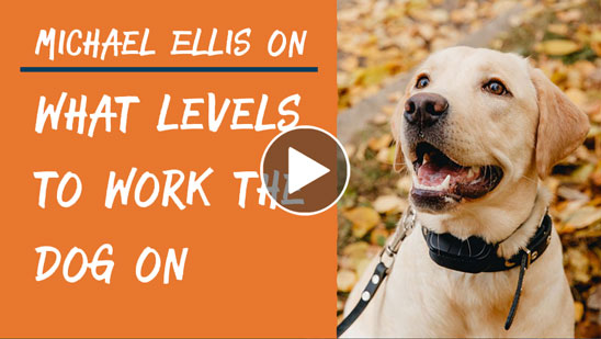 Video: Michael Ellis on What Levels to Work the Dog On