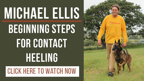 Video: Beginning Steps For Contact Heeling with Michael Ellis
