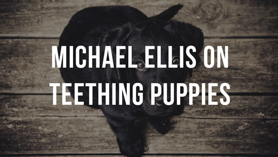 Video: Michael Ellis on Teething Puppies