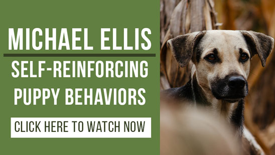 Video: Self-Reinforcing Behaviors with Michael Ellis