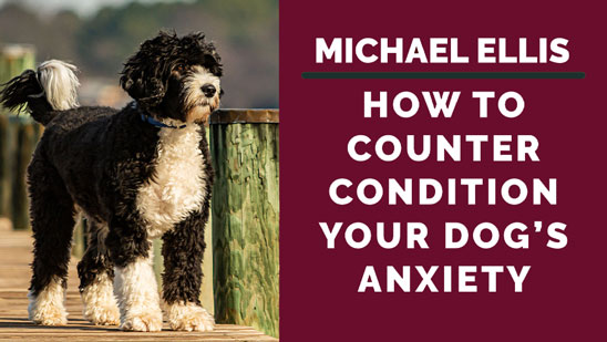 Video: Michael Ellis on How to Counter Condition Your Dog's Anxiety