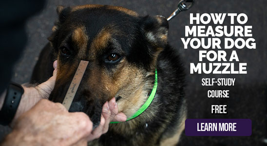 How to Measure Your Dog for a Muzzle - Free Course