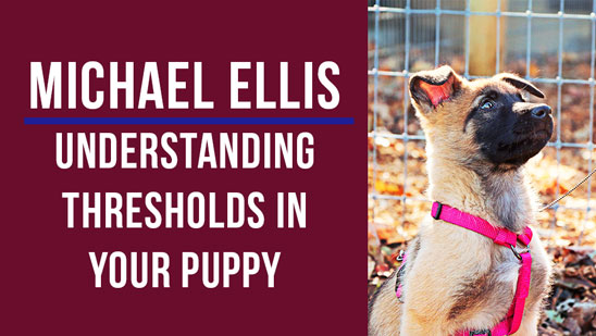 Video: Understanding Thresholds in Your Puppy with Michael Ellis