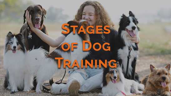 Video: Michael Ellis on The Stages of Dog Training