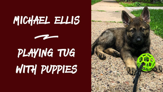 Video: Playing Tug with Puppies - With Michael Ellis
