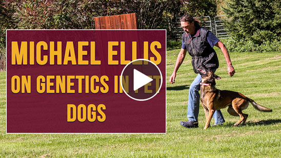 Video: Michael Ellis on Genetics in Pet Dogs